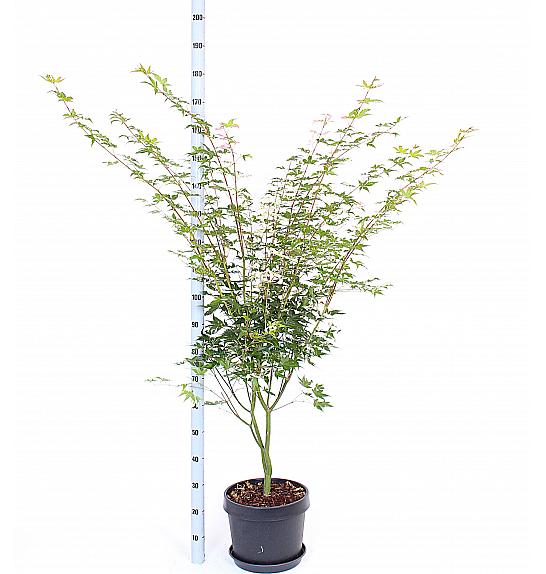 Acer palmatum Oridono Nishiki C15 Lit. 60-80 cm