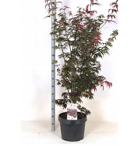Acer palmatum Pixie C15 Lit. 60-80 cm