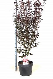 Acer palmatum Skeeters Broom C15 Lit. 60-80 cm