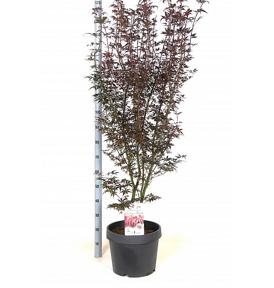 Acer palmatum Skeeters Broom C15 Lit. 60-80 cm