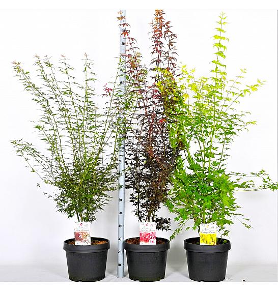 Acer palmatum MIX C15 Lit. 60-80 cm