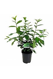 Prunus laurocerasus Novita C6 Lit. 60-80 cm