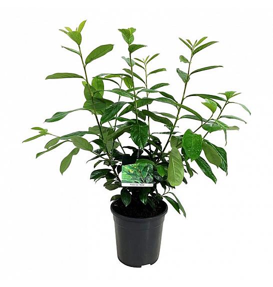 Prunus laurocerasus Novita C6 Lit. 60-80 cm