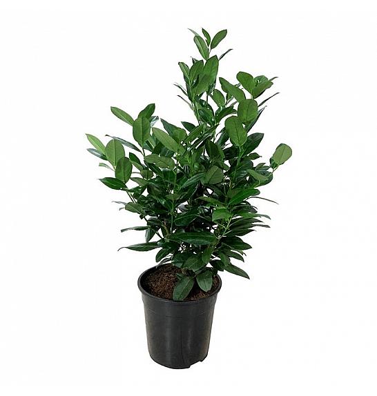 Prunus laurocerasus Obelisk C6 Lit. 50-60 cm