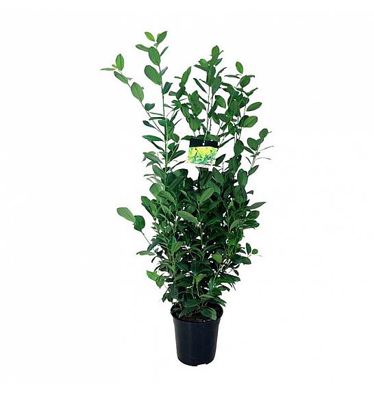 Prunus laurocerasus Obelisk C6 Lit. 80-100 cm