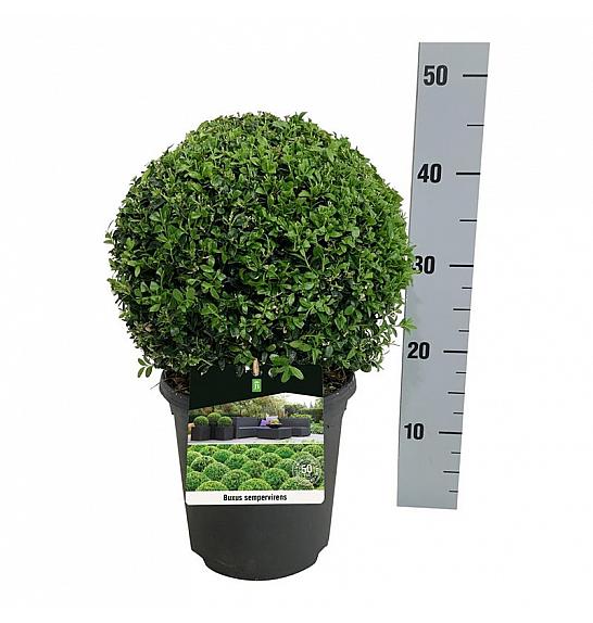 Buxus sempervirens C4 Lit. 25+ cm; Krogla
