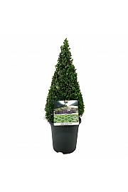 Buxus sempervirens C4 Lit. 40-50 cm; Piramida