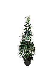 Prunus lusitanica Variegata C6 Lit. 80-100 cm Piramida