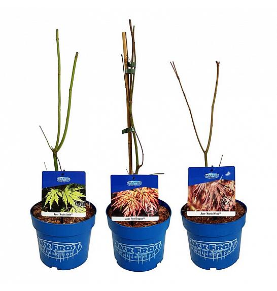 Acer JACK FROST® C3 Lit. 40-50 cm