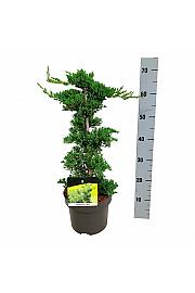 Juniperus procumbens Nana C5 Lit. 40-50 cm; Piramida