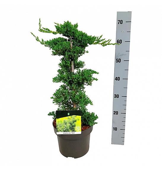 Juniperus procumbens Nana C5 Lit. 40-50 cm; Piramida