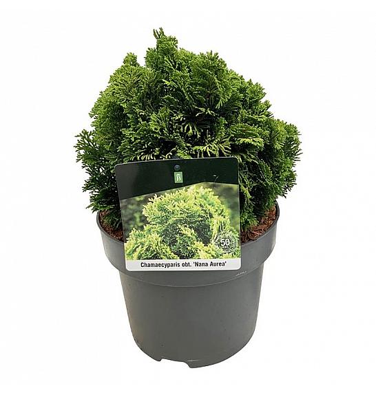 Chamaecyparis obtusa Nana Aurea C5 Lit. 15-20 cm
