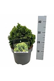 Chamaecyparis obtusa Nana Aurea C5 Lit. 15-20 cm
