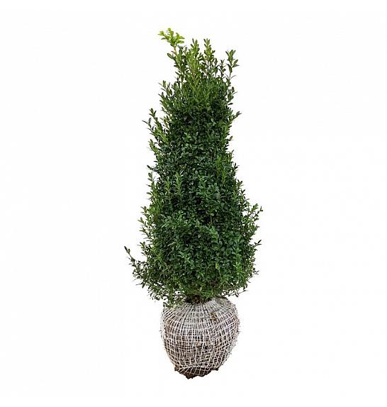 Buxus sempervirens bala 60-80 cm