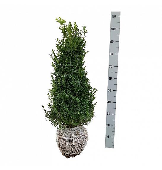 Buxus sempervirens bala 60-80 cm