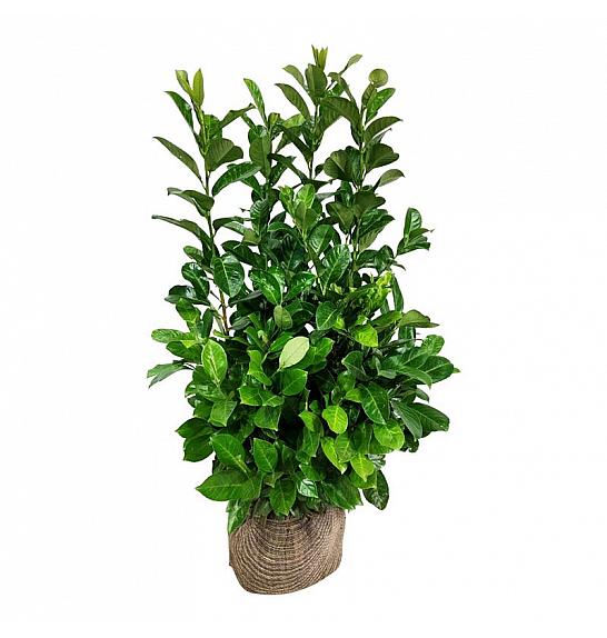 Prunus laurocerasus Rotundifolia bala 100-125 cm