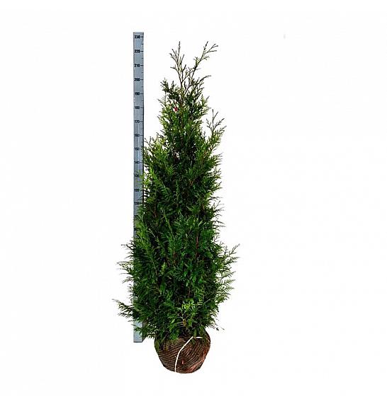 Thuja plicata Martin bala 140-160 cm extra