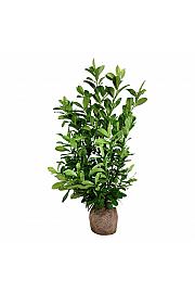 Prunus laurocerasus Rotundifolia bala 125-150 cm