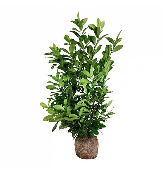 Prunus laurocerasus Rotundifolia bala 125-150 cm