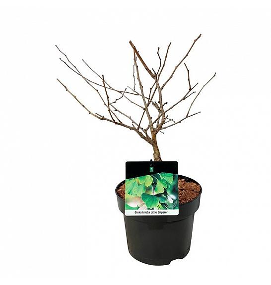 Ginkgo biloba Little Emperor C5 Lit. 30-40 cm