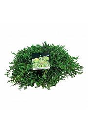 Juniperus communis Greenmantle C7,5 Lit. 50-60 cm