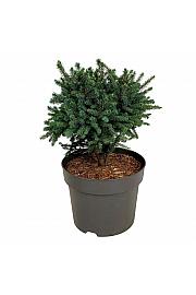 Picea glauca Echiniformis C7,5 Lit. 25-30 cm