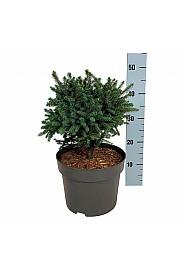 Picea glauca Echiniformis C7,5 Lit. 25-30 cm