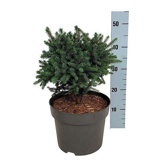 Picea glauca Echiniformis C7,5 Lit. 25-30 cm