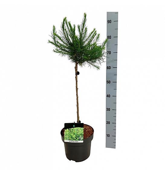 Larix decidua Globus C5 Lit. Na steblu 40 cm