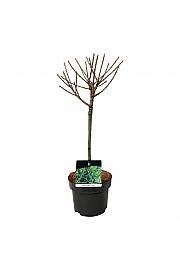 Larix decidua Kórnik C5 Lit. Na steblu 40 cm
