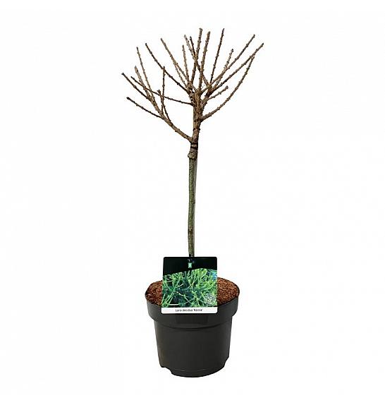 Larix decidua Kórnik C5 Lit. Na steblu 40 cm
