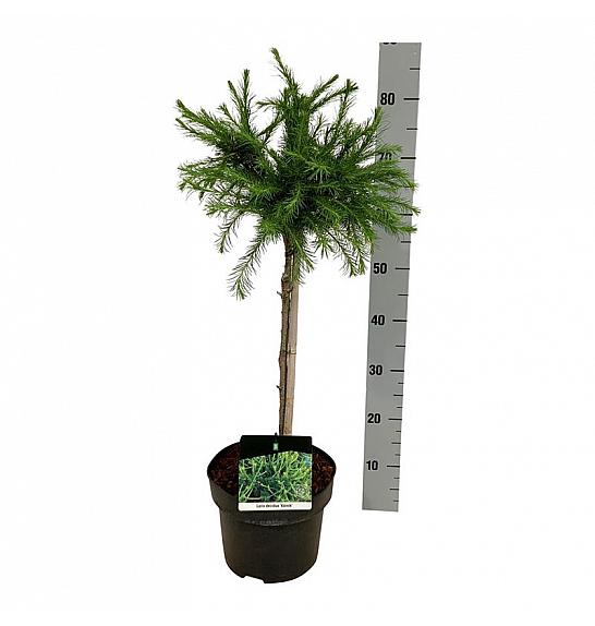Larix decidua Kórnik C5 Lit. Na steblu 40 cm