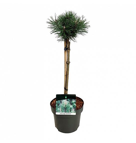 Pinus mugo Columnaris C5 Lit. Na steblu 40 cm