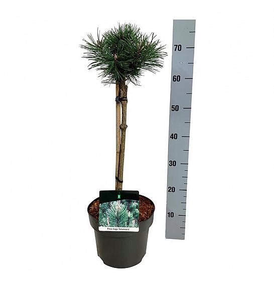Pinus mugo Columnaris C5 Lit. Na steblu 40 cm