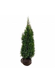 Thuja occidentalis Smaragd bala 120-140 cm extra