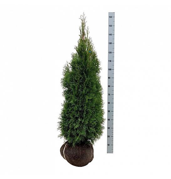 Thuja occidentalis Smaragd bala 120-140 cm extra