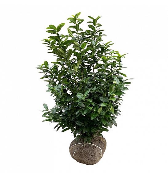 Prunus laurocerasus Kleopatra bala 100-125 cm extra
