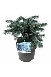 Picea pungens Karpaten C5 Lit. 25-30 cm