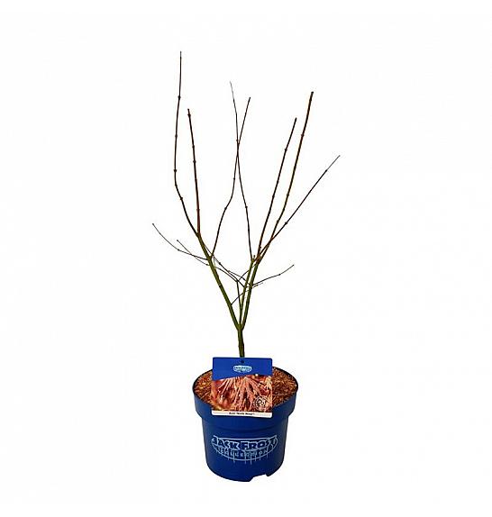 Acer pseudosieboldianum North Wind ® C5 Lit. 50-60 cm