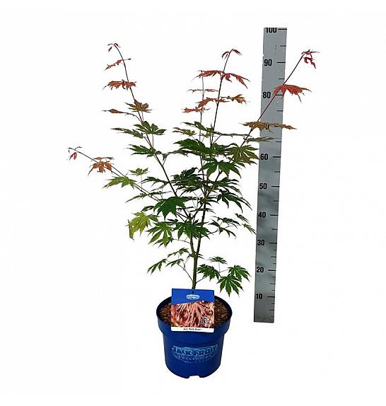 Acer pseudosieboldianum North Wind ® C5 Lit. 50-60 cm