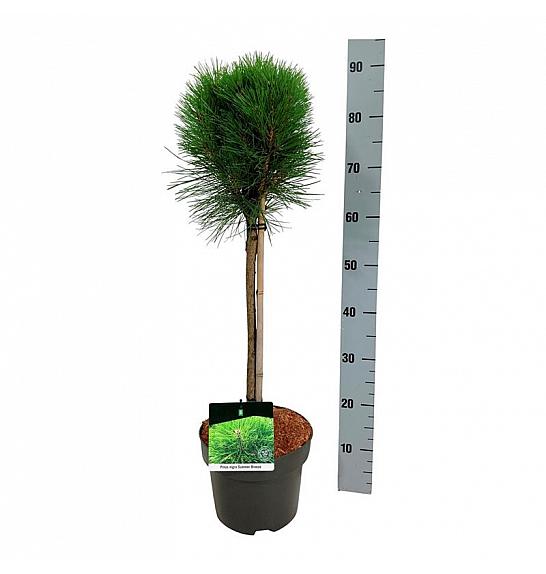 Pinus nigra Summer Breeze C5 Lit. Na steblu 40 cm