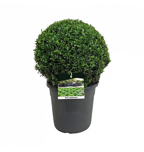 Buxus sempervirens C12 Lit. 40+ cm; Krogla