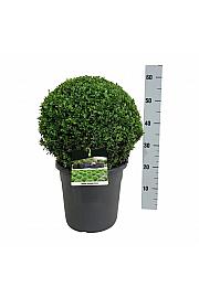 Buxus sempervirens C12 Lit. 40+ cm; Krogla