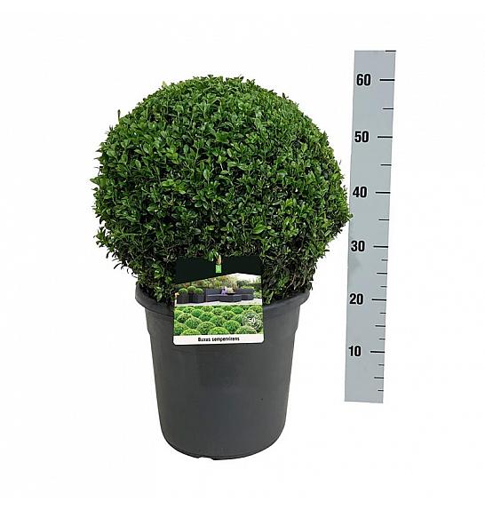 Buxus sempervirens C12 Lit. 40+ cm; Krogla