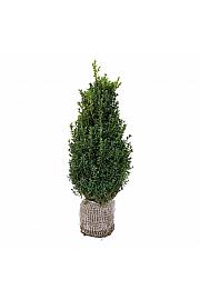 Buxus sempervirens bala 80-100 cm
