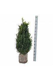 Buxus sempervirens bala 80-100 cm