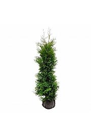 Thuja occidentalis Golden Brabant PBR bala 160-180 cm extra