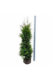 Thuja occidentalis Golden Brabant PBR bala 160-180 cm extra