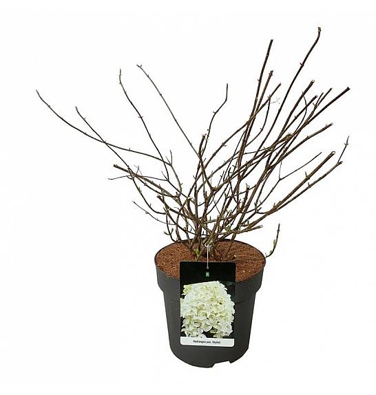 Hydrangea panuculata Skyfall ® C15 Lit. 60-80 cm
