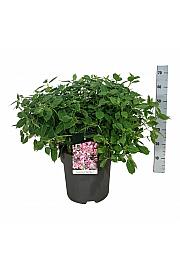 Hydrangea serrata Magic Pillow C15 Lit. 50-60 cm